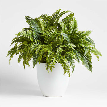 POTTED FERN (STR Insider Exclusive)